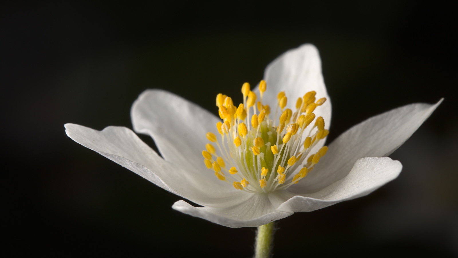 Белый цветок анемона на черном фоне 