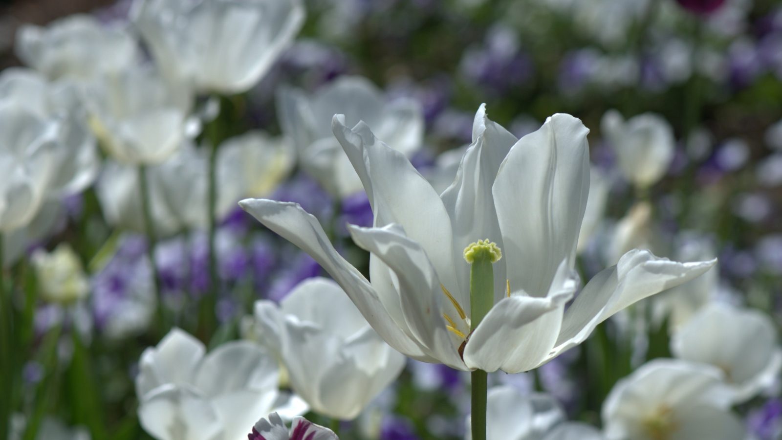 Белый распустившийся тюльпан в лучах солнца