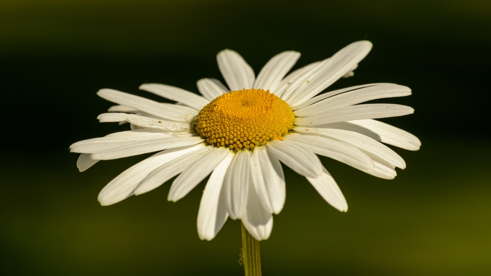 Белая ромашка с желтой серединкой в лучах солнца крупным планом