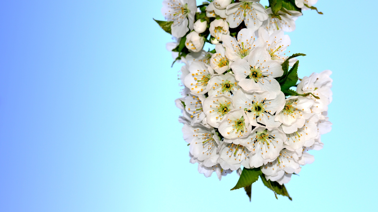 Белые цветы черешни с зелеными листьями на голубом фоне