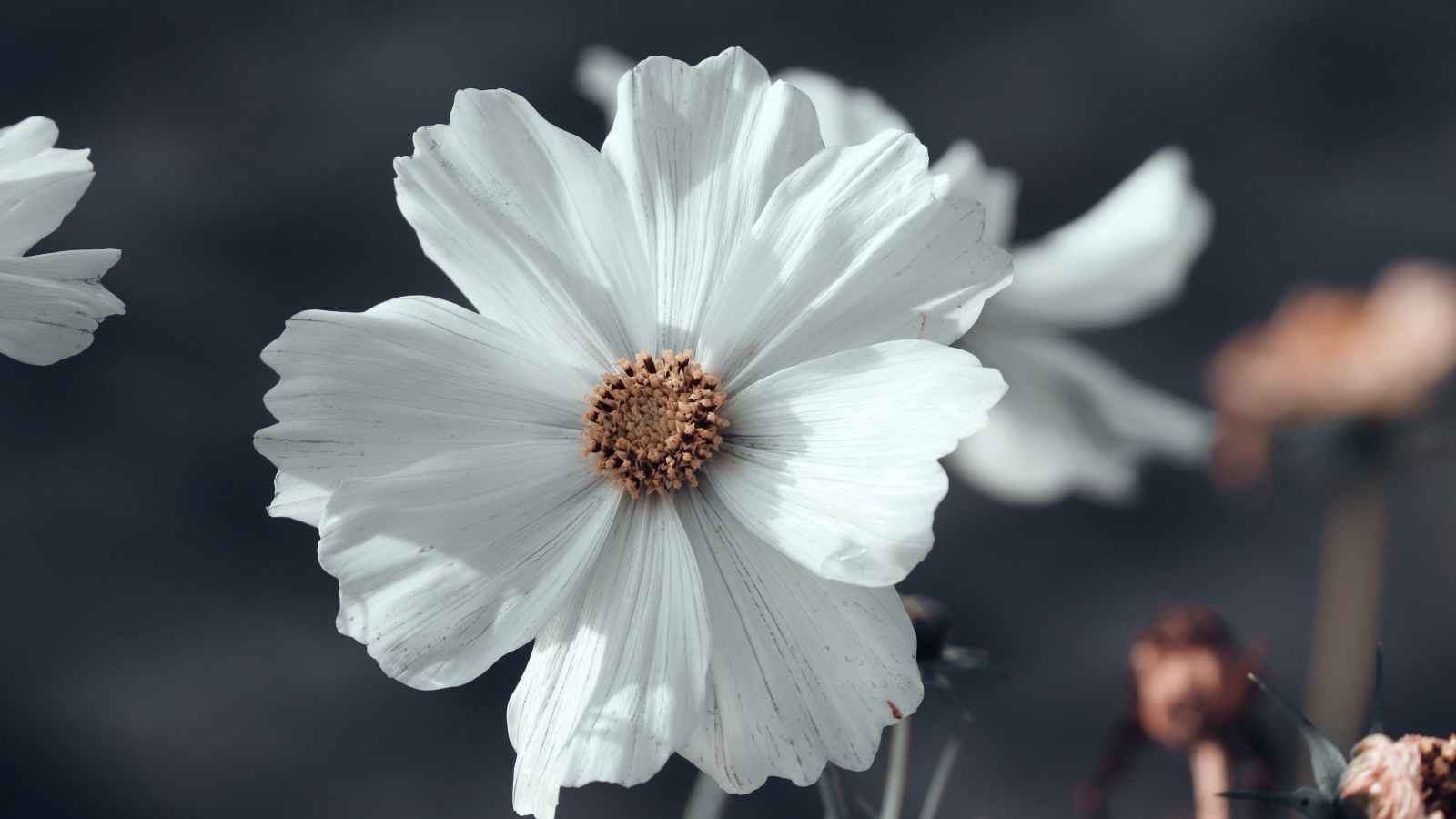 Белый цветок космеи с бутонами крупным планом 