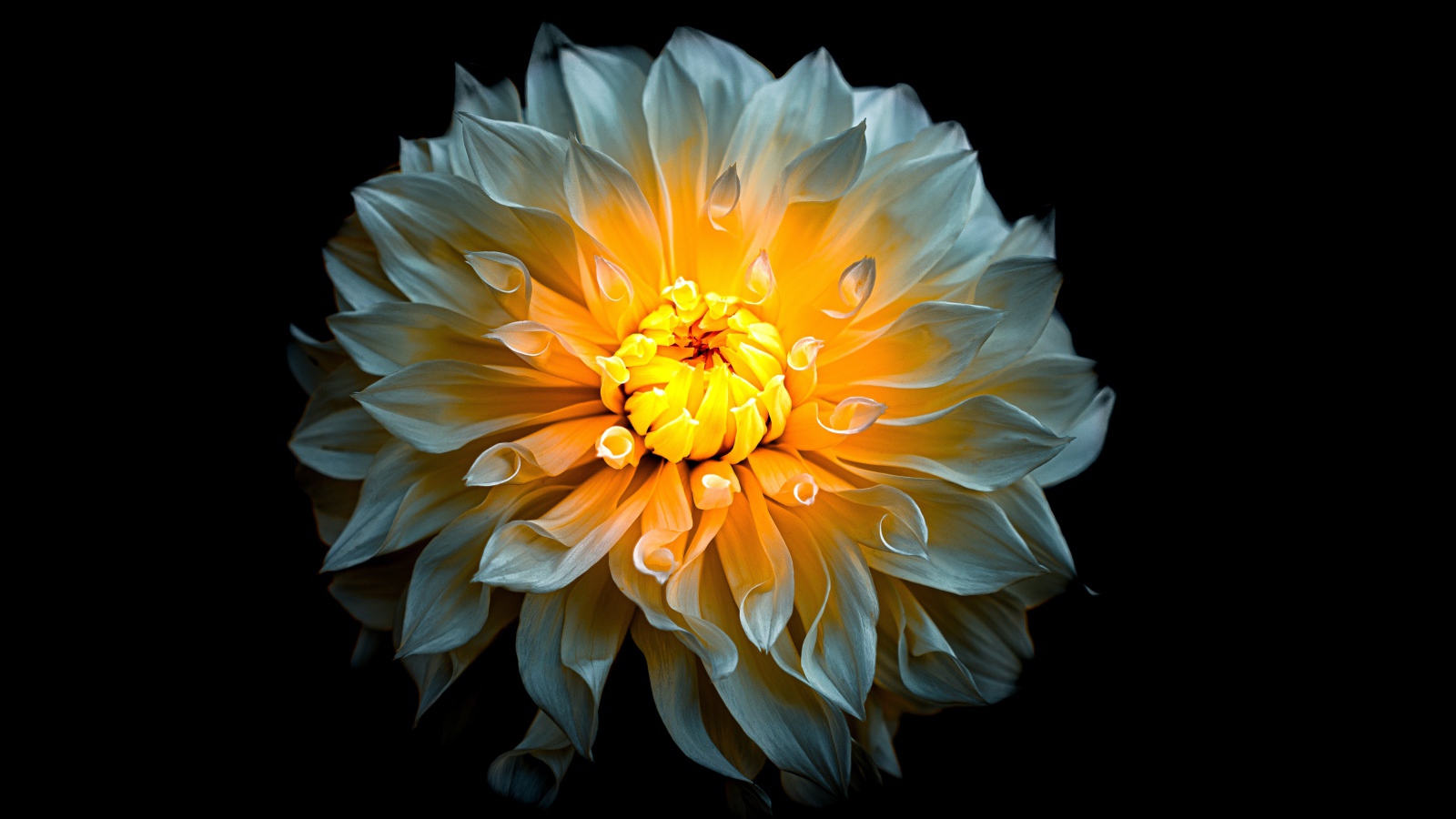 Белый цветок георгины с желтой серединкой на черном фоне