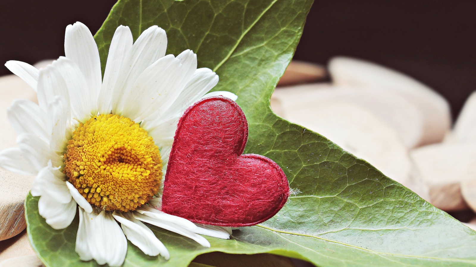 Белая ромашка с красным сердцем на листе