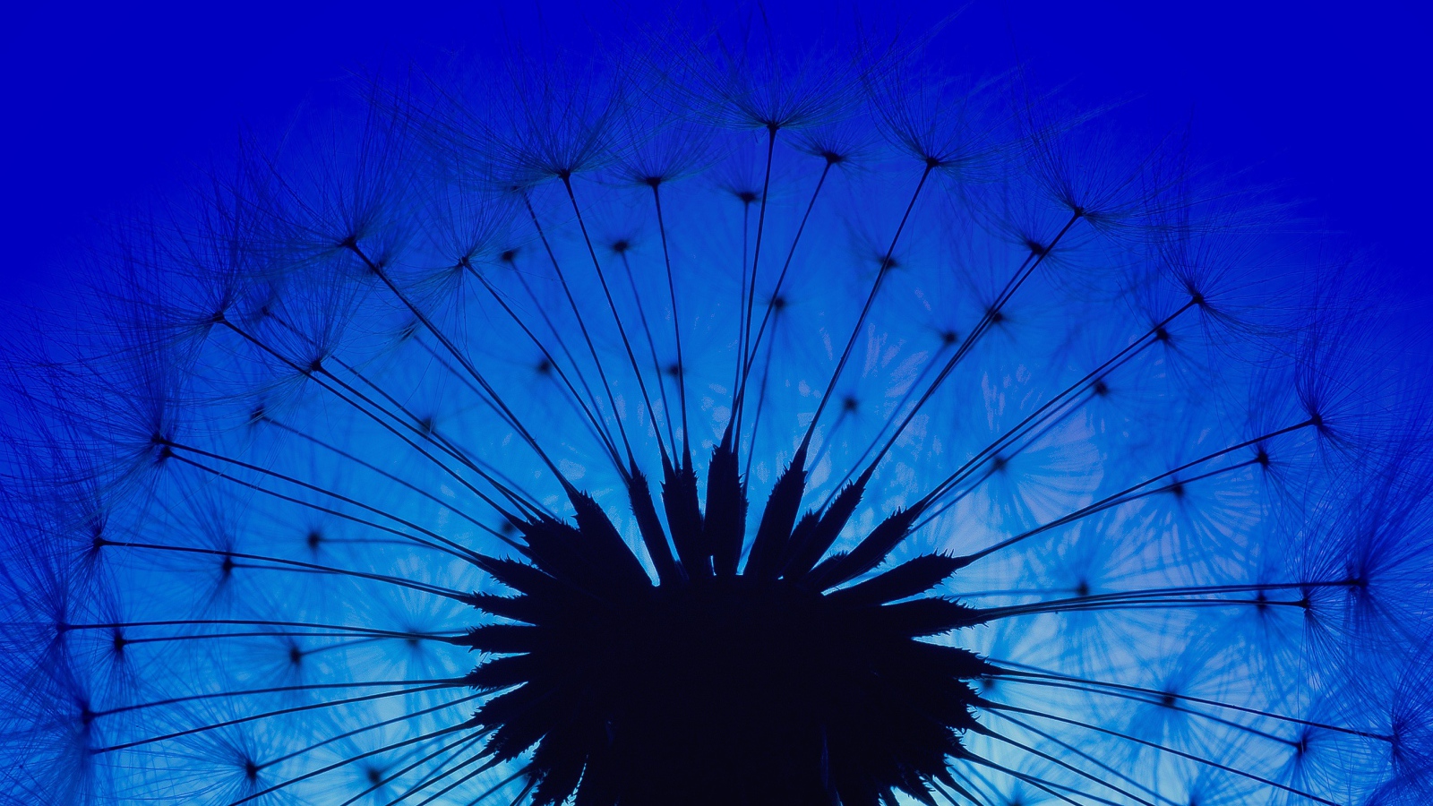 Белый одуванчик на фоне голубого неба в сумерках