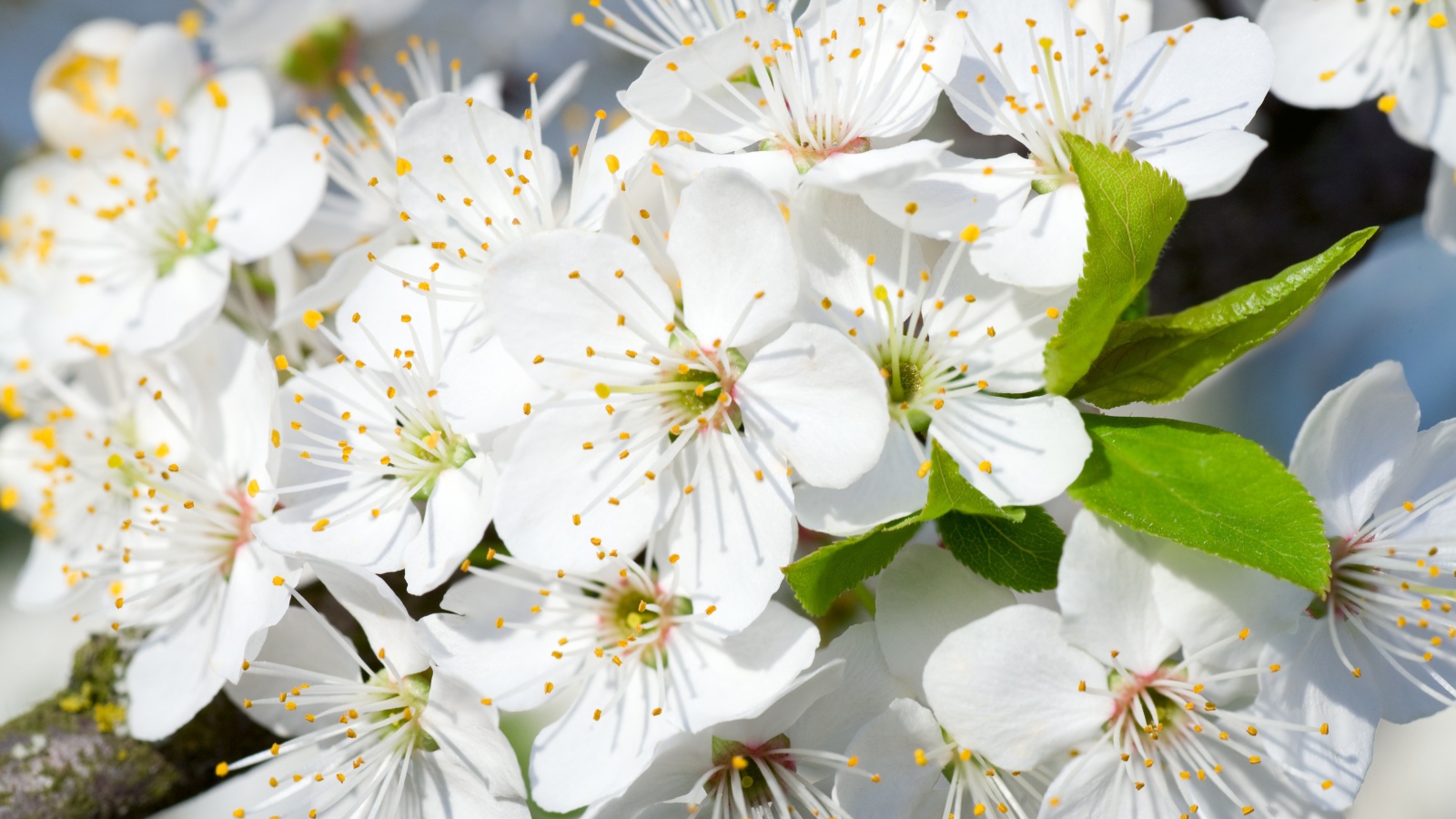 Белые нежные цветы черешни на дереве