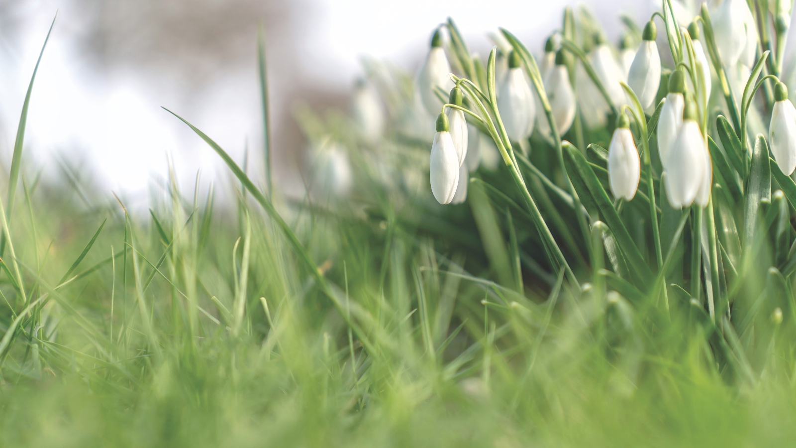 Белые нежные весенние цветы подснежники 