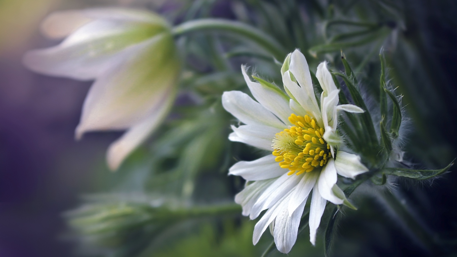 Белые цветы прострела с зелеными листьями