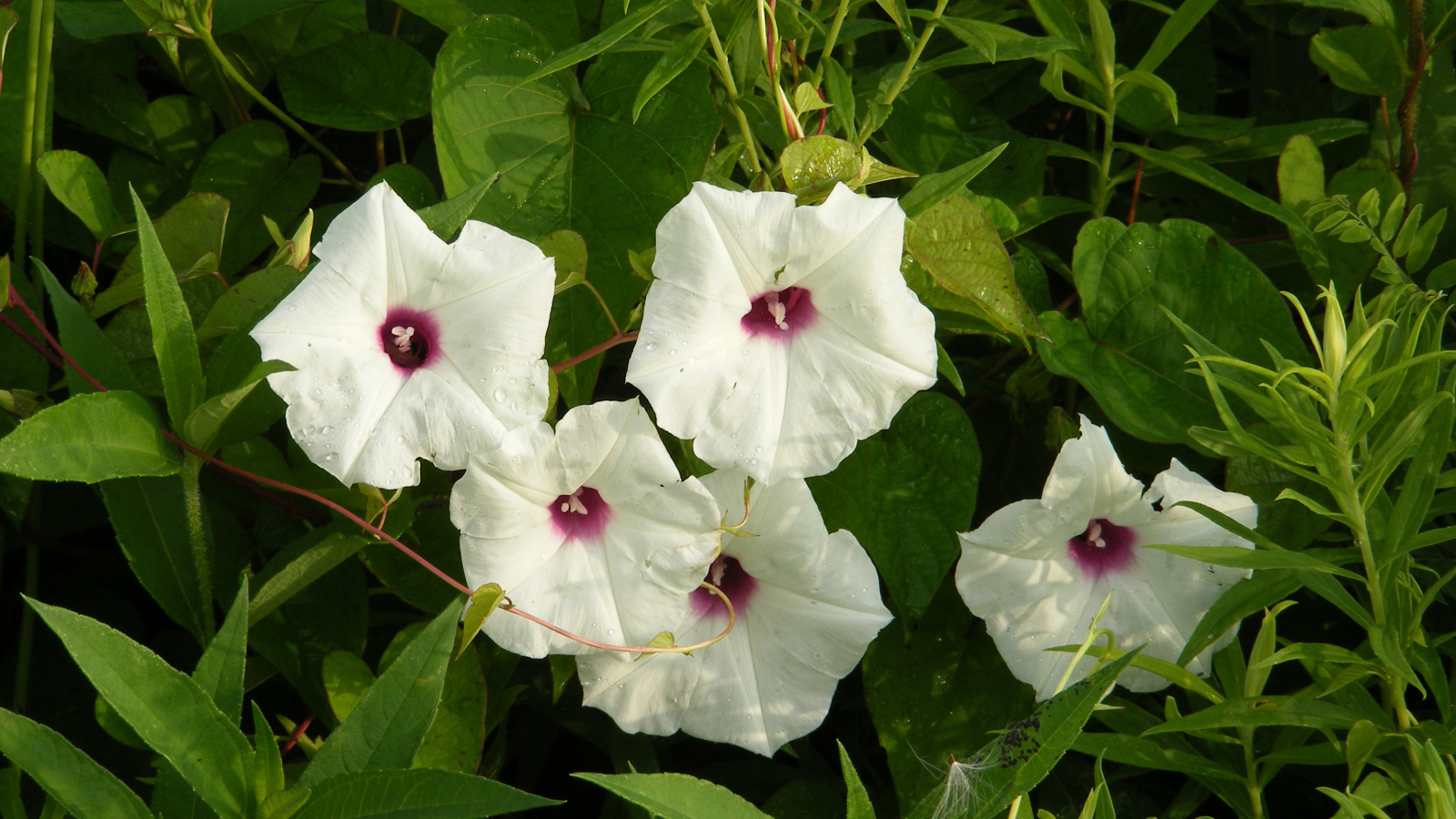 Белые цветы ипомеи в зеленых листьях 