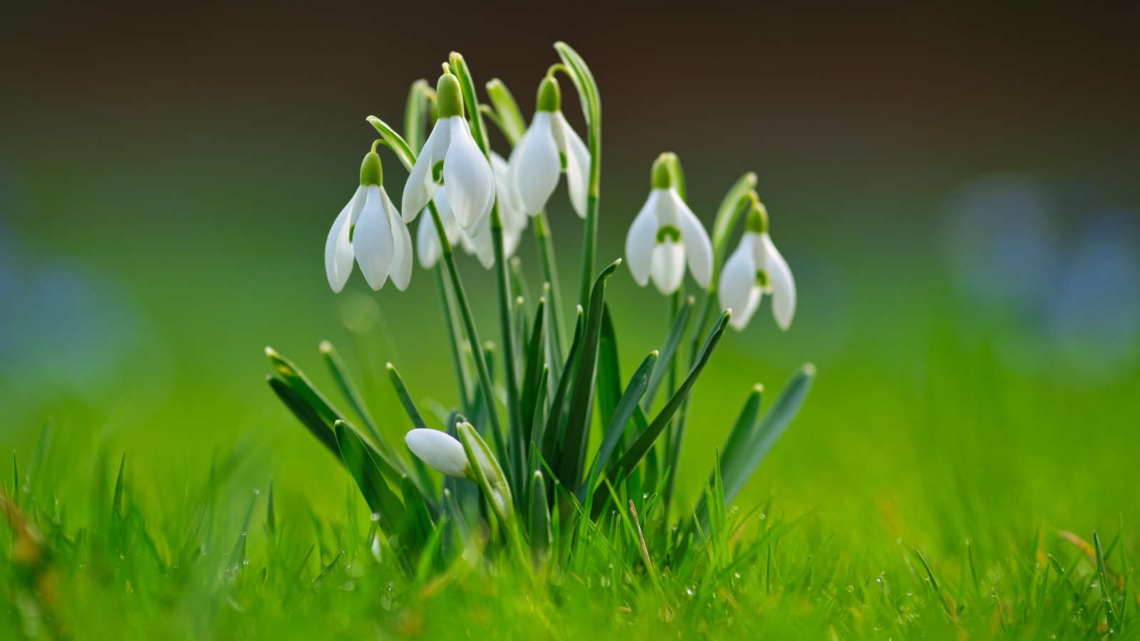 Белые цветы подснежников с зелеными листьями в траве 