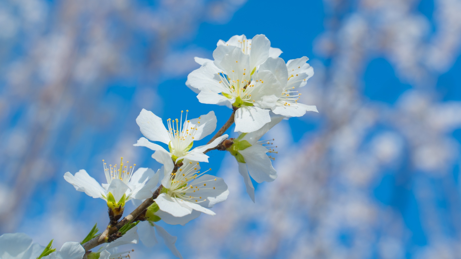 Белые цветы на ветке дерева на фоне неба