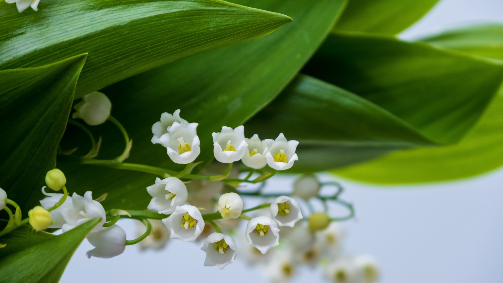 Белые цветы ландыша с зелеными листьями
