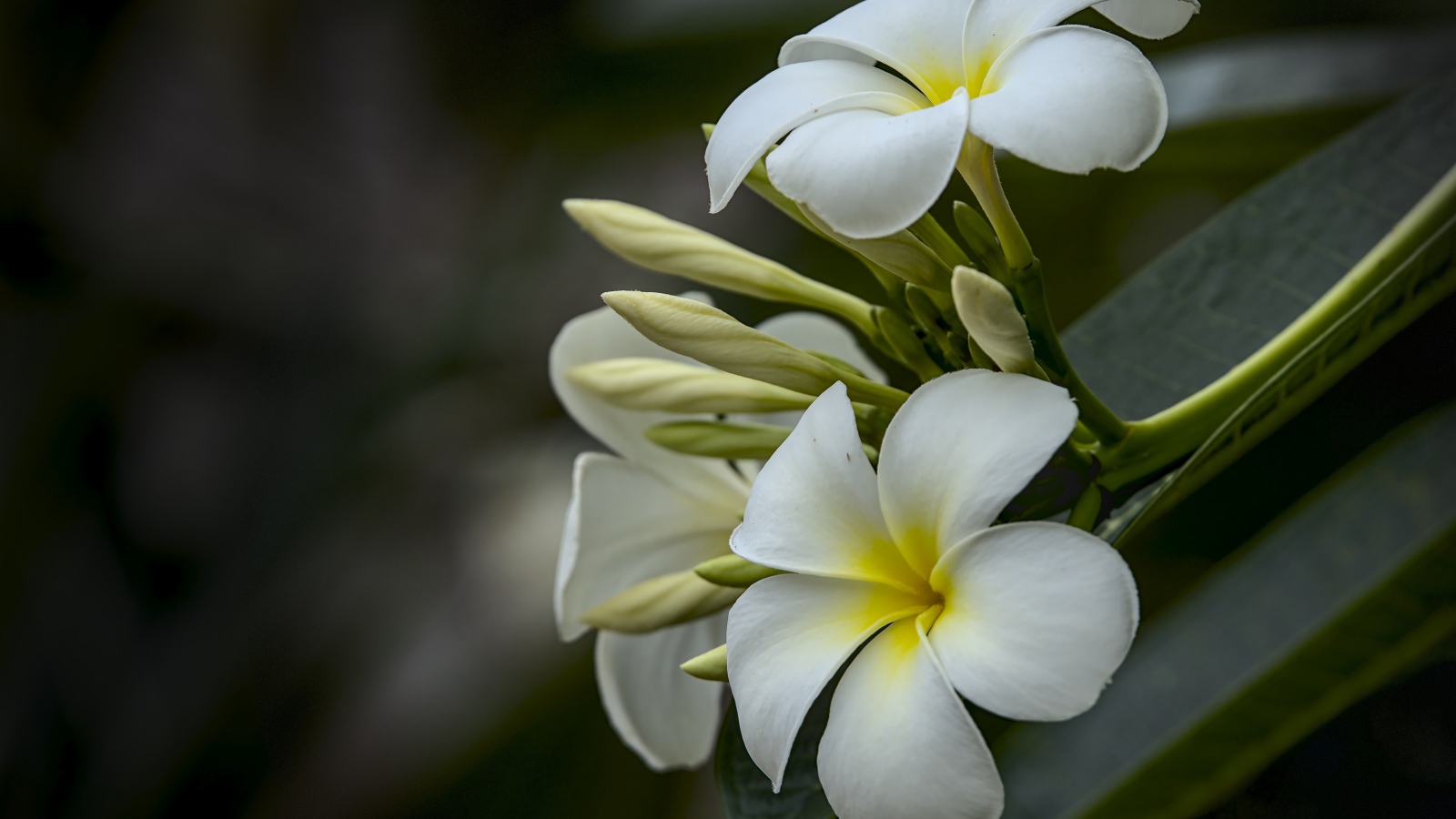 Белые цветы плюмерии с бутонами  на ветке 