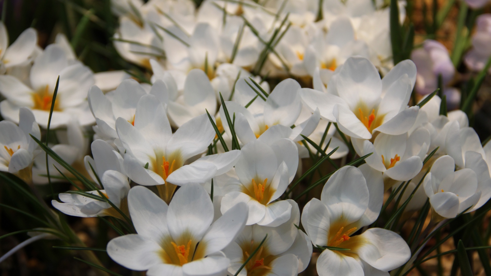 Белые маленькие цветы крокусы с зелеными листьями