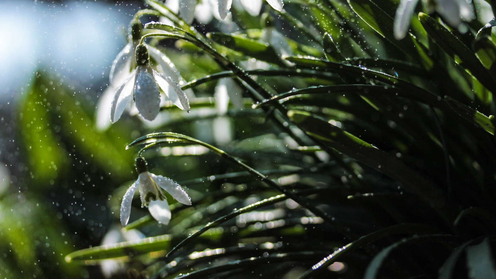 Белые подснежники под дождем