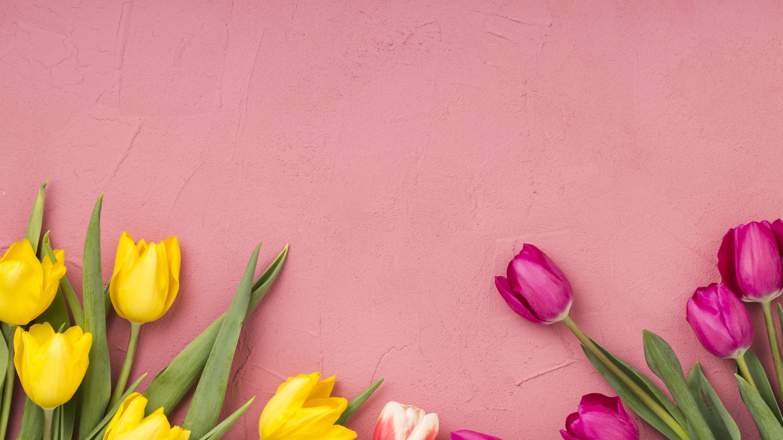 Желтые и сиреневые тюльпаны на розовом фоне 