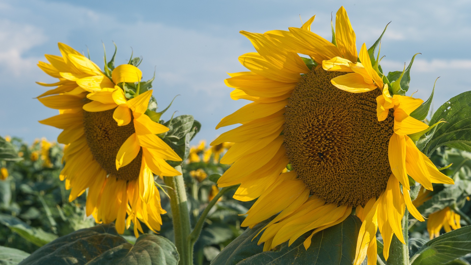 Желтые большие цветы подсолнуха на поле