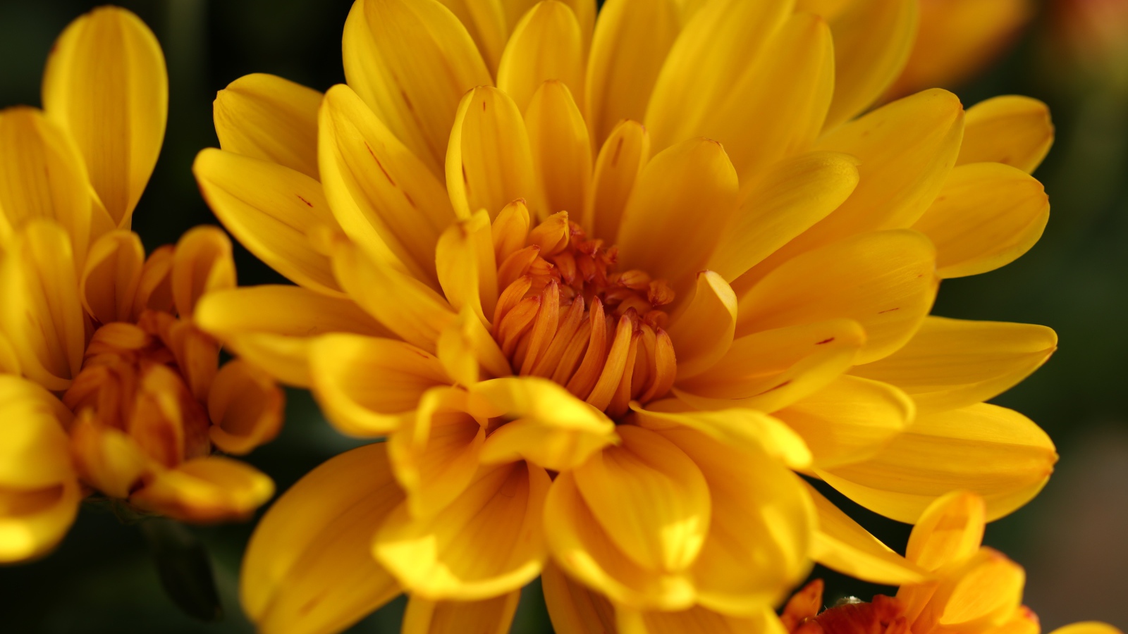 Желтые цветы хризантемы крупным планом 