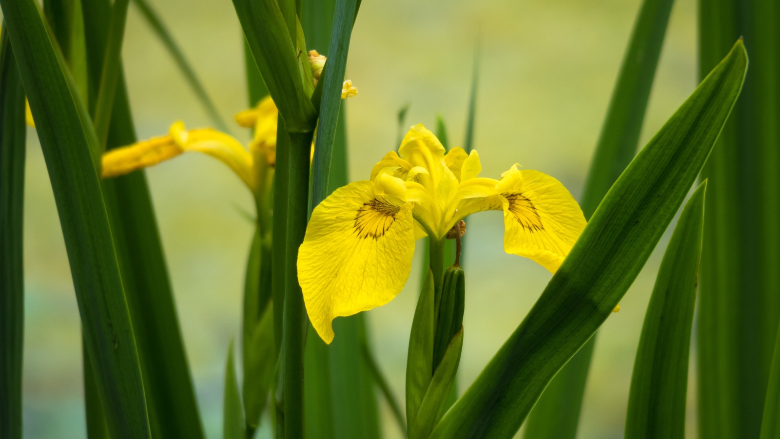 Желтый цветок ириса в зеленых листьях 