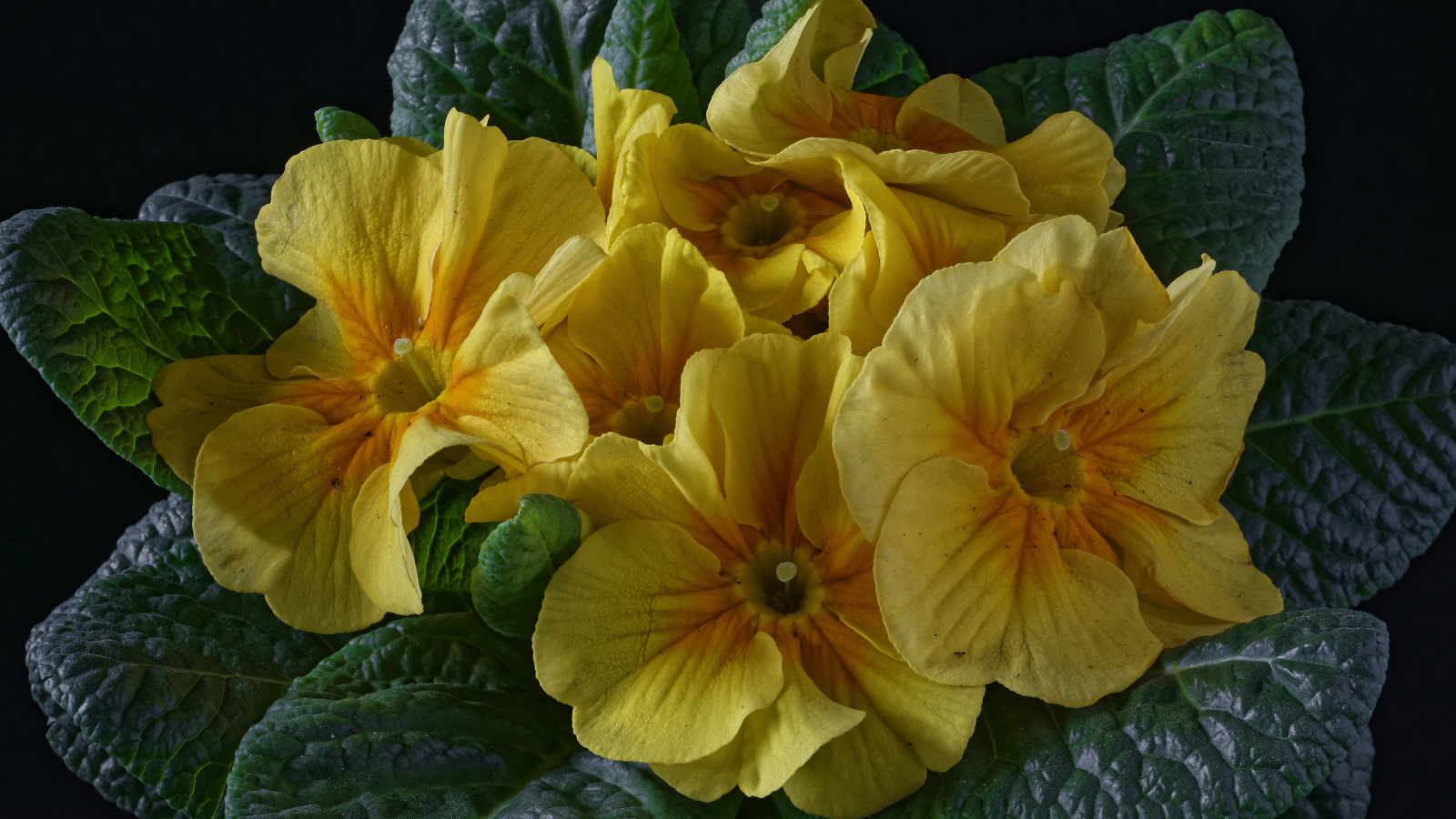 Желтый цветок примула с большими зелеными листьями 