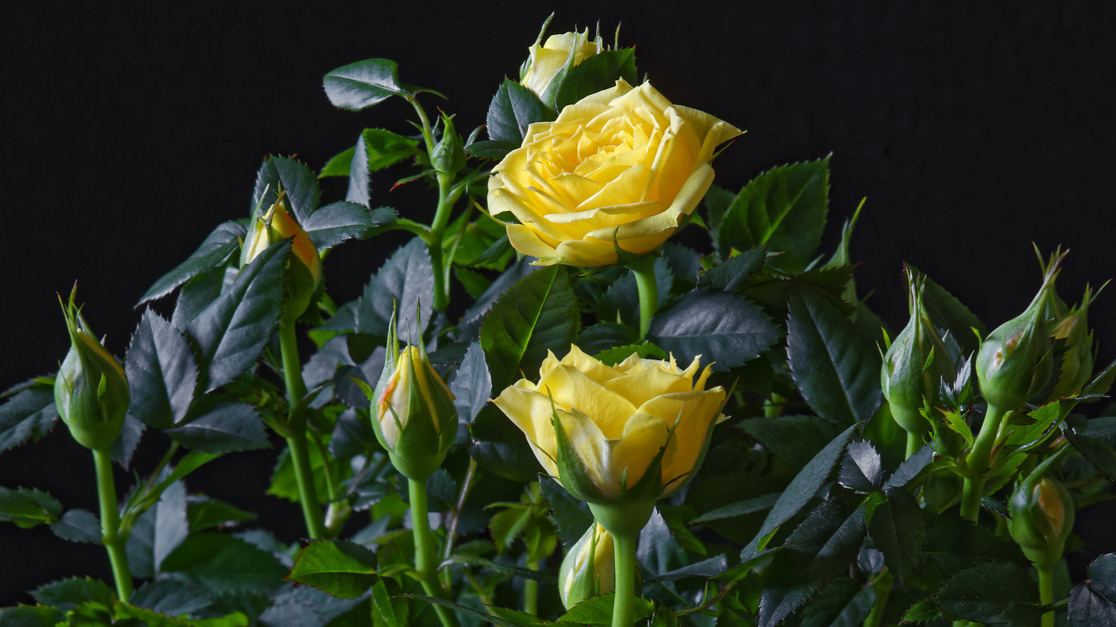 Желтые розы с бутонами в зеленых листьях на черном фоне