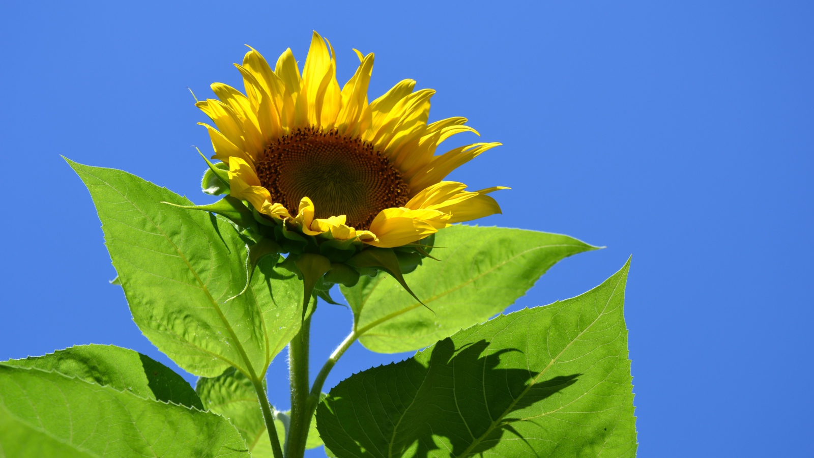 Желтый цветок подсолнуха в лучах солнца на фоне голубого неба