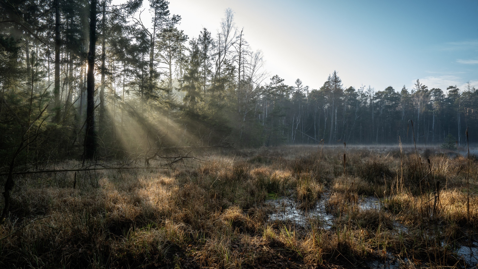 Холодный лес туманным утром 