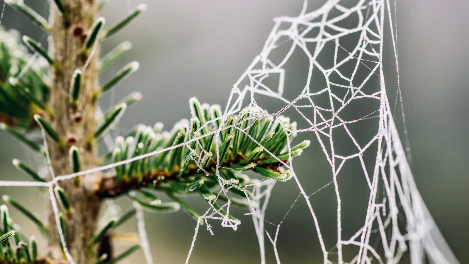 Покрытая инеем паутина на зеленой ветке ели