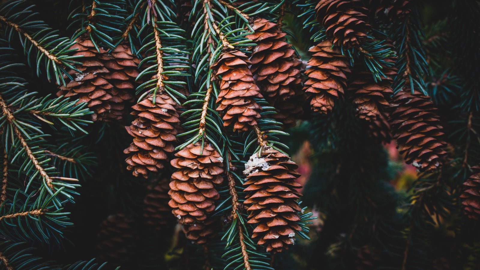 Много шишек на ветке зеленой ели 