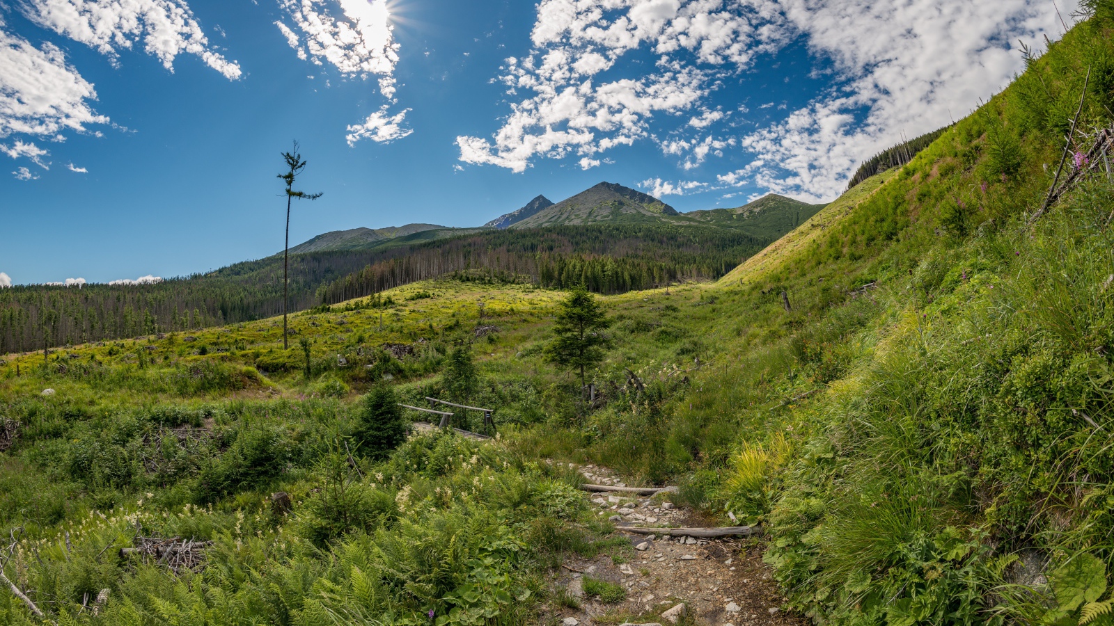 Красивая зеленая природа у гор под голубым небом