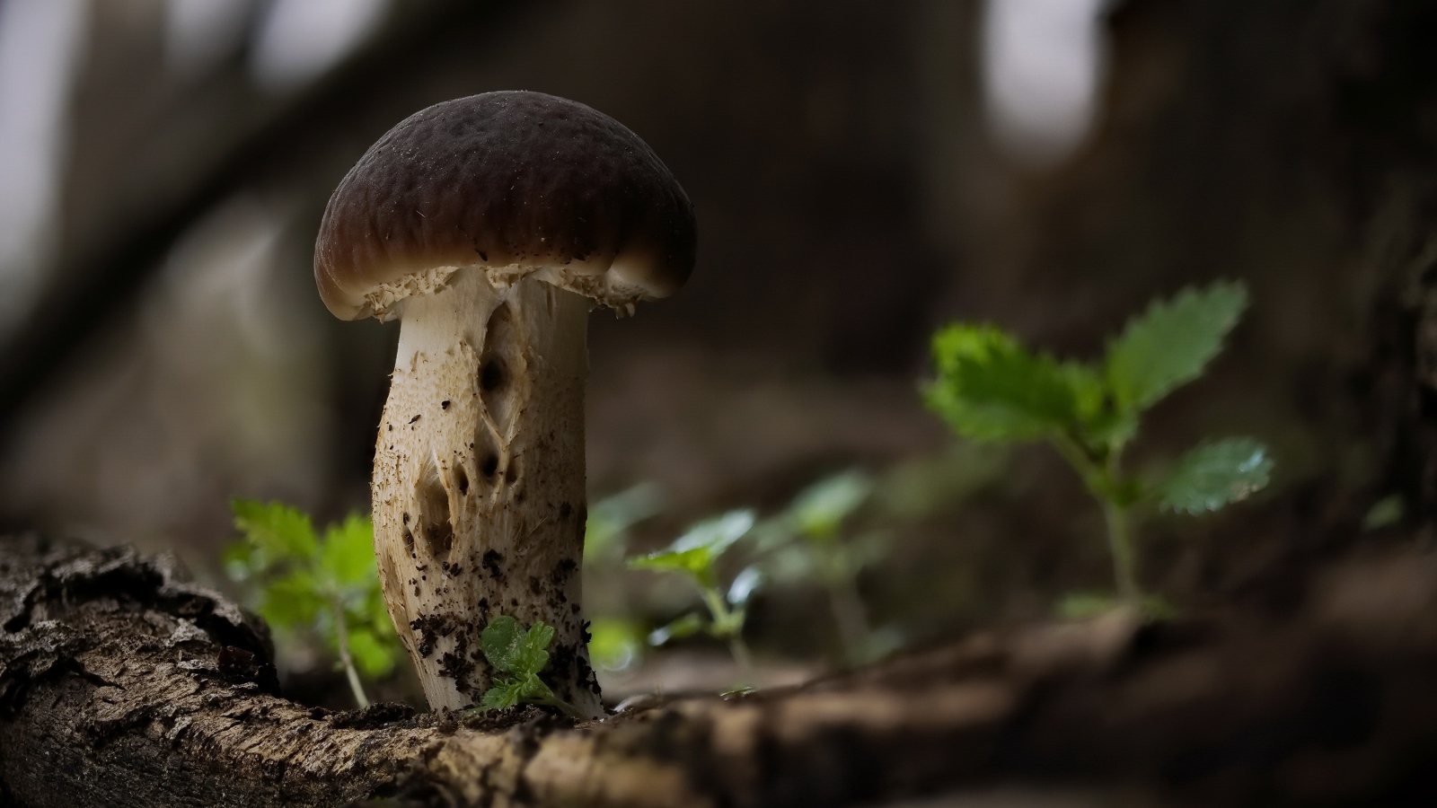 Маленький белый гриб растет на сухом дереве 