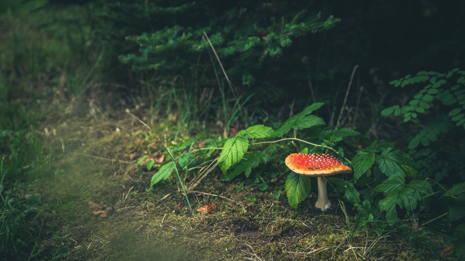 Гриб мухомор растет под зелеными листьями
