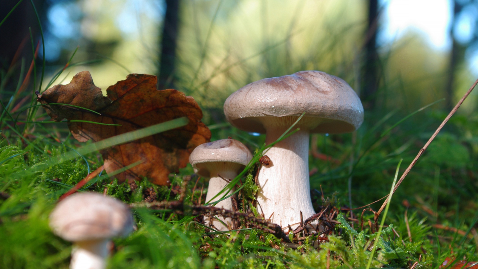 Beautiful forest mushrooms on moss covered ground