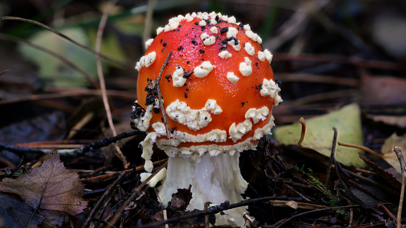 Маленький мухомор в лесу