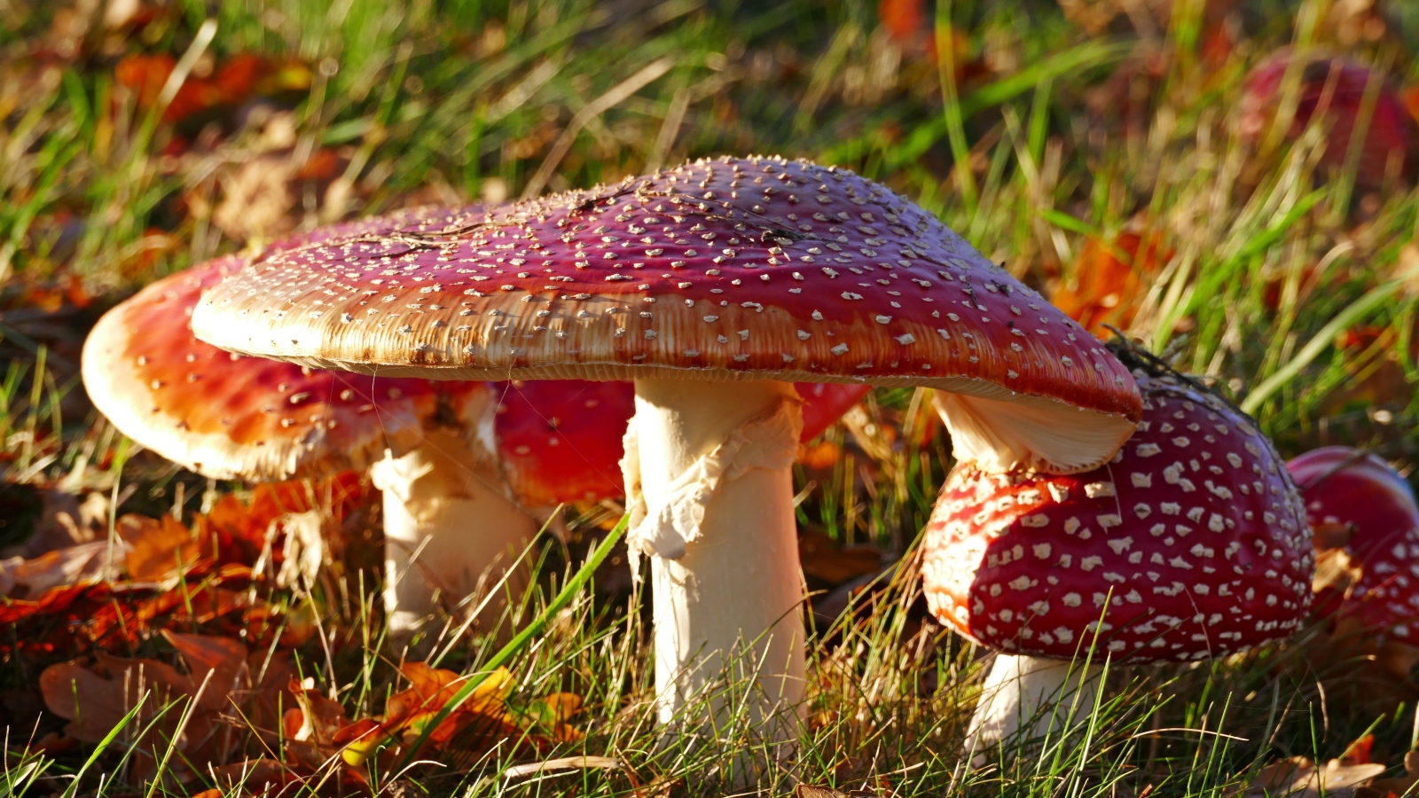 Много красных мухоморов на траве в лучах солнца