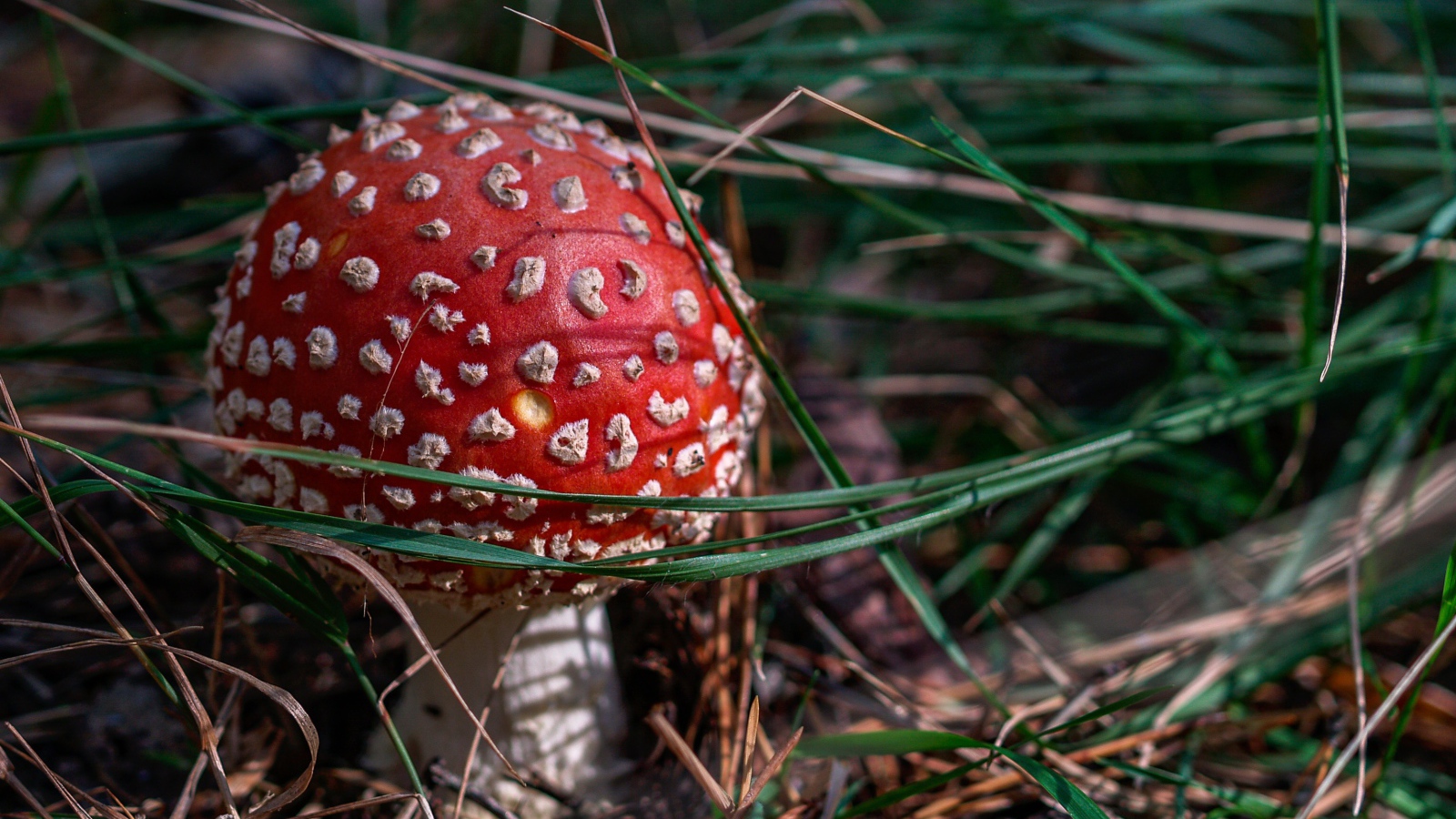 Red fly agaric in green grass in the sun