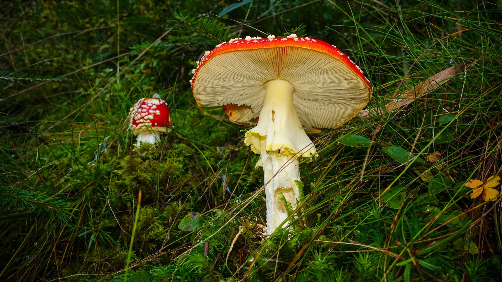 Красные мухоморы в зеленой мокрой траве