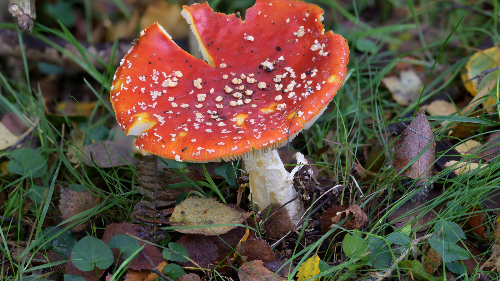 Red fly agaric on the ground with fallen leaves and grass