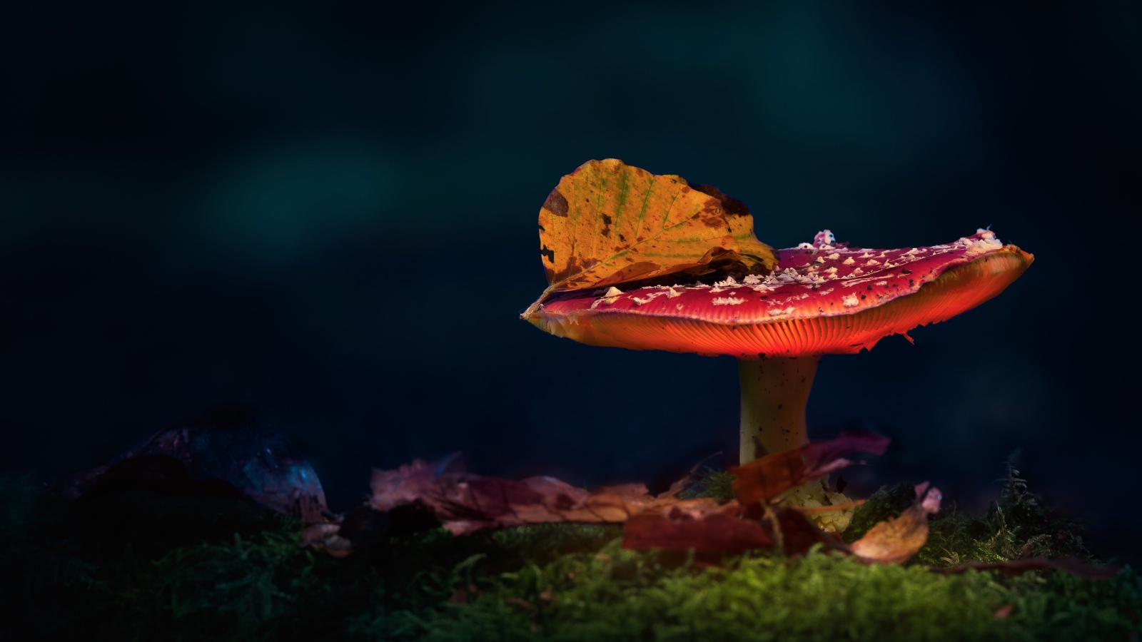 Красный мухомор с осенним листом