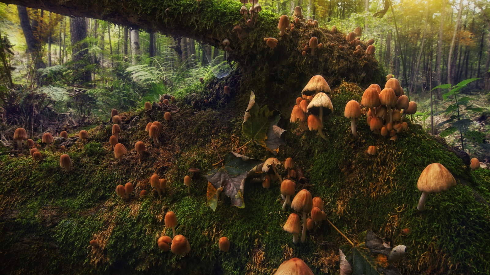 Грибы поганки растут на покрытом мхом дереве