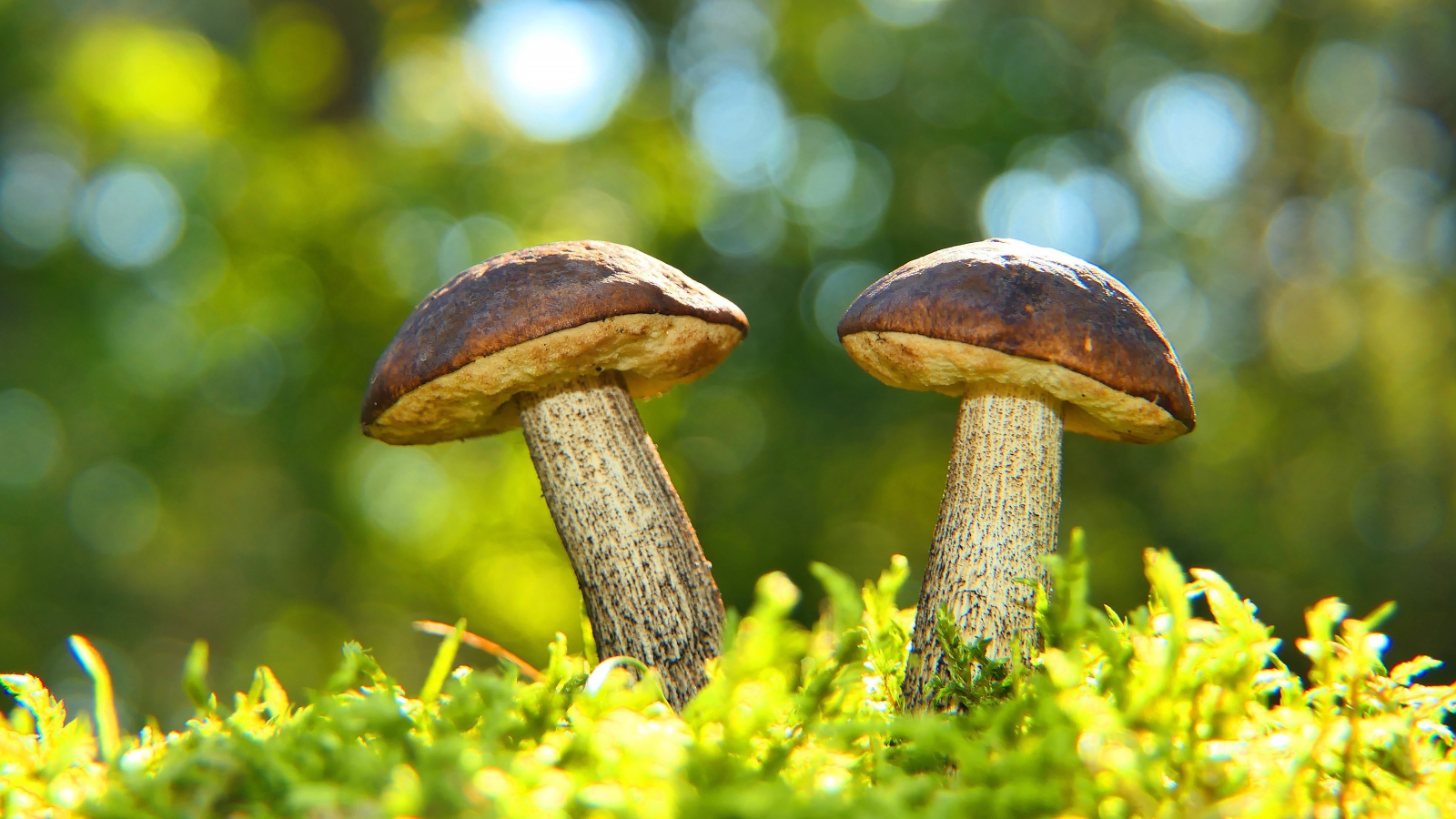 Два гриба растут на зеленом мху 