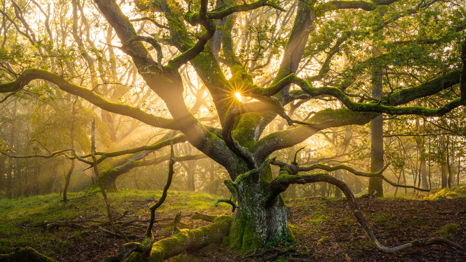 Большое старое дерево в лучах солнца 