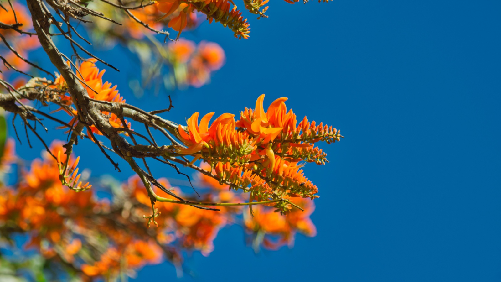 Оранжевые цветы на ветке дерева на фоне голубого неба 
