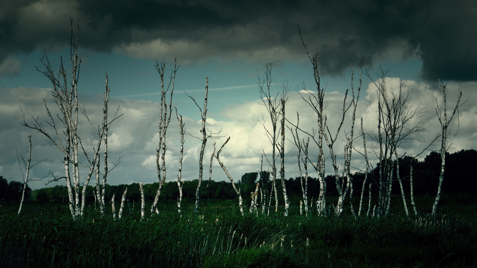 Тонкие березы под грозовым небом 
