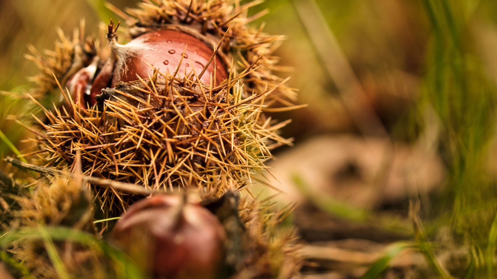 Колючие лесные орехи лежат на земле 