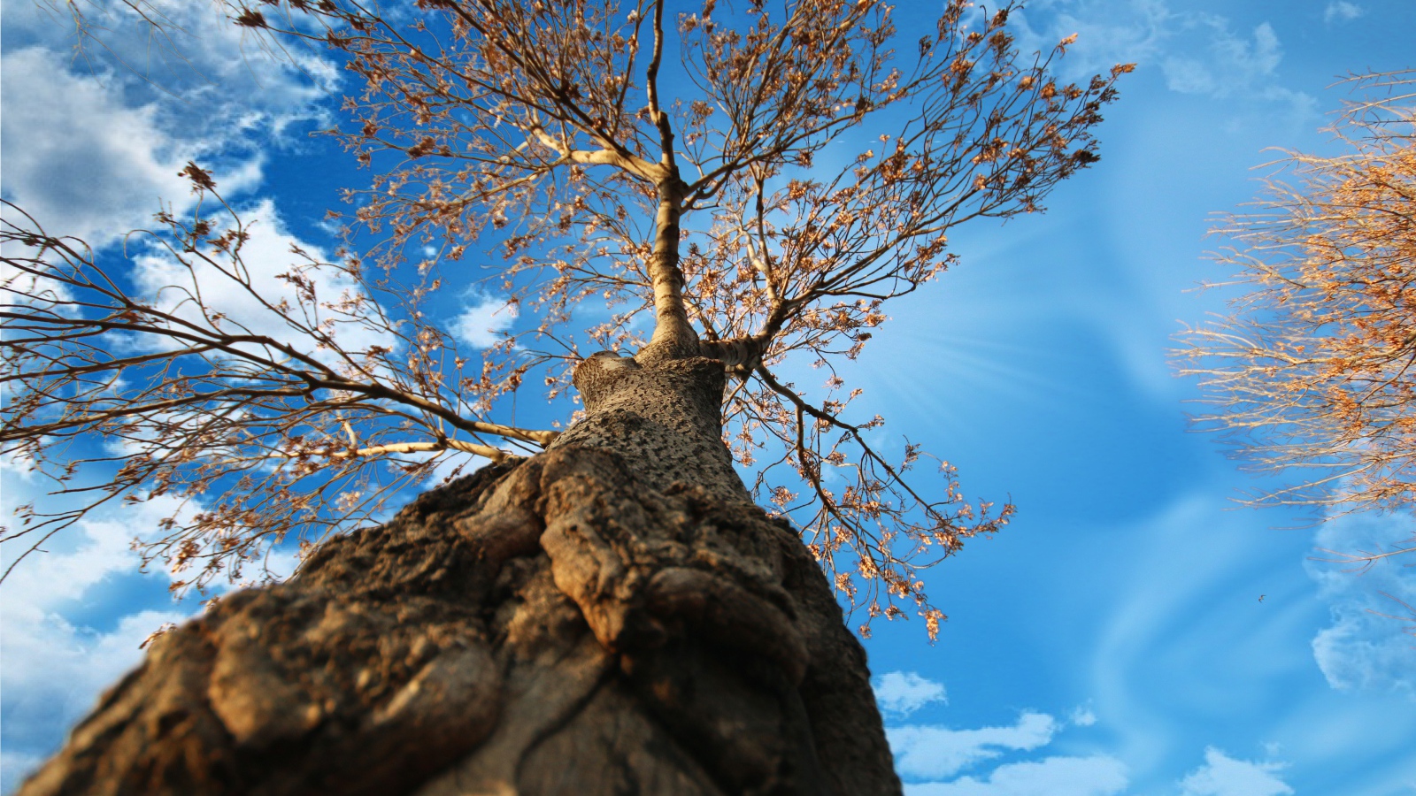Вид с земли на крону старого дерева под голубым небом