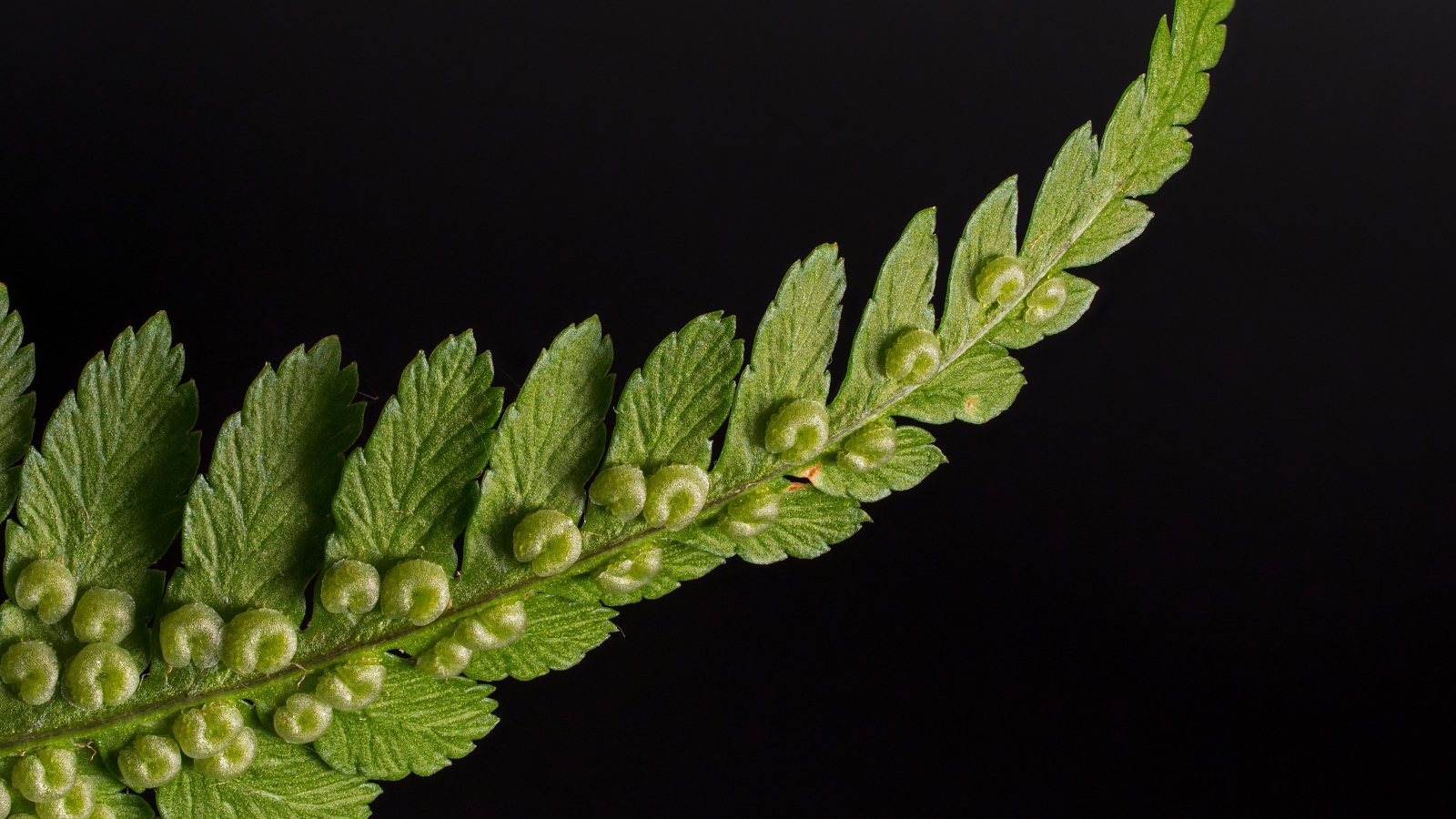 Зеленый лист папоротника на черном фоне 