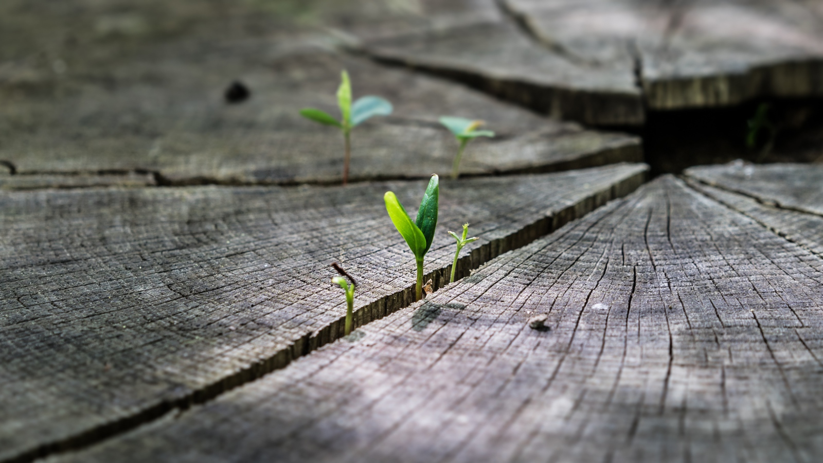 Зеленые ростки пробиваются на сухом пне