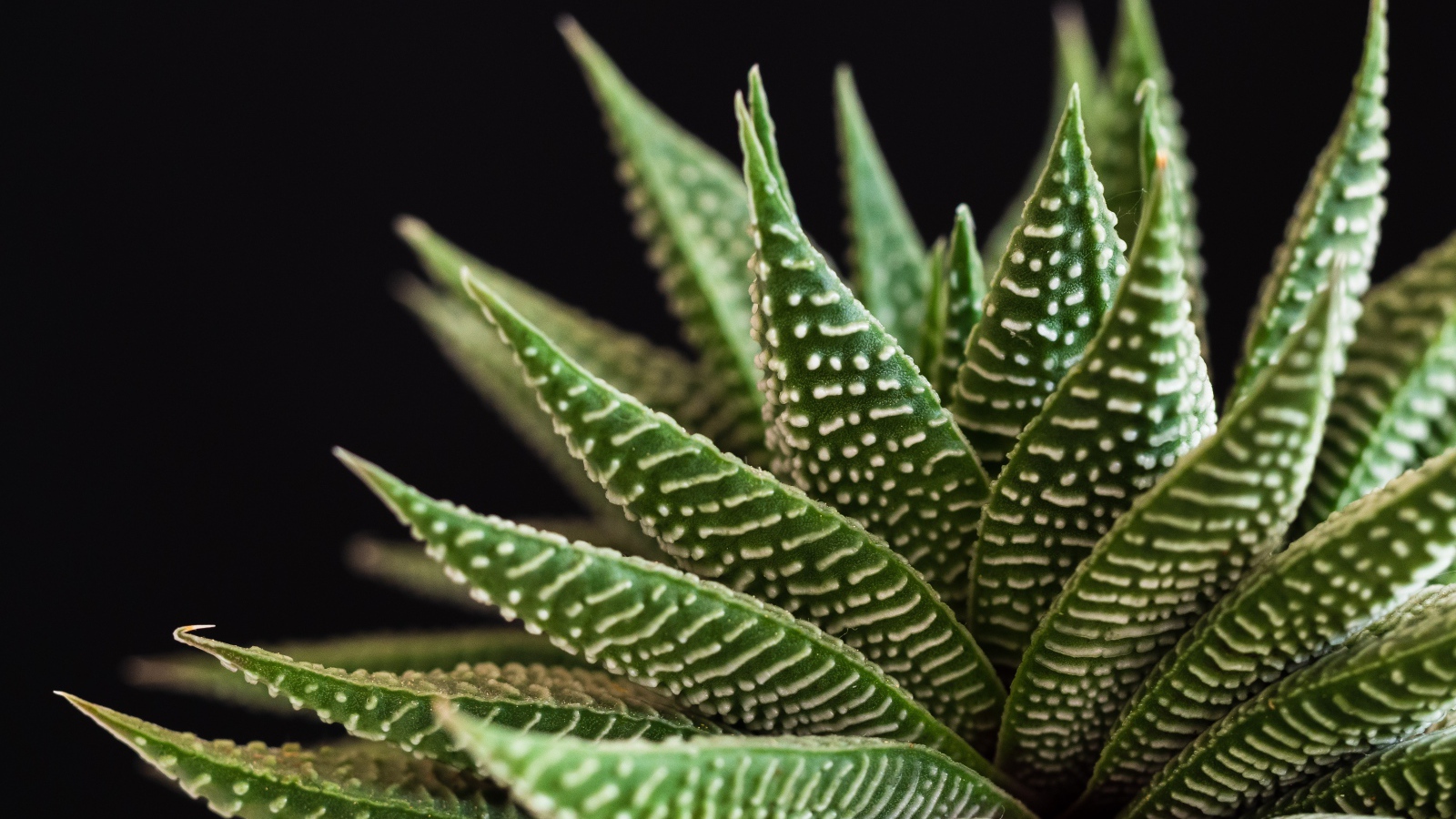 Большое зеленое комнатное растение на черном фоне