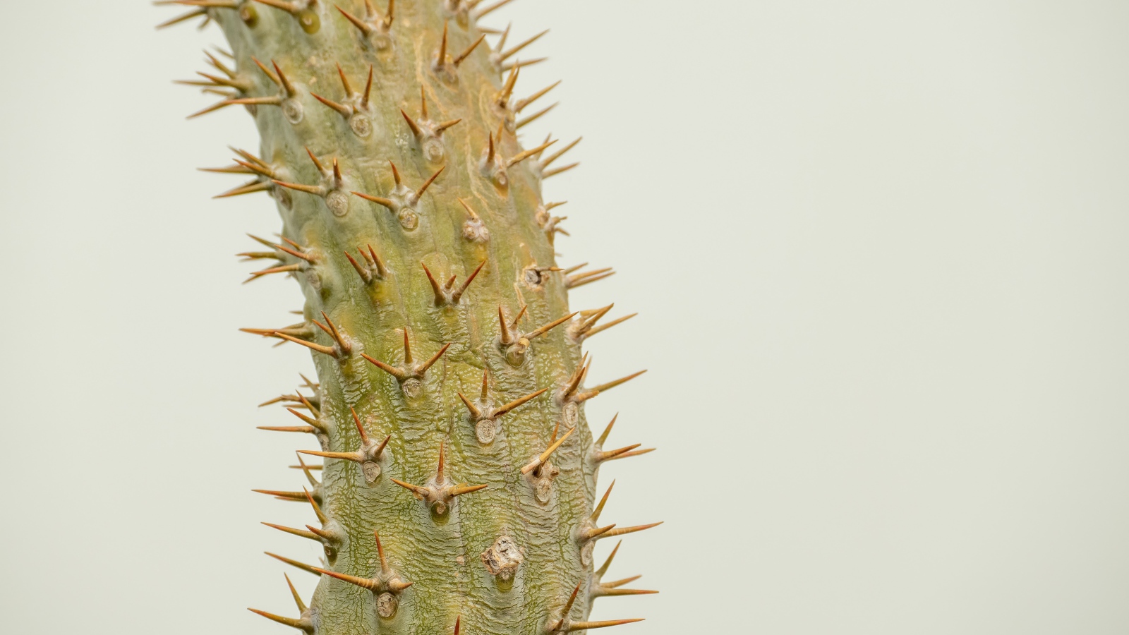 Острые колючки кактуса крупным планом 