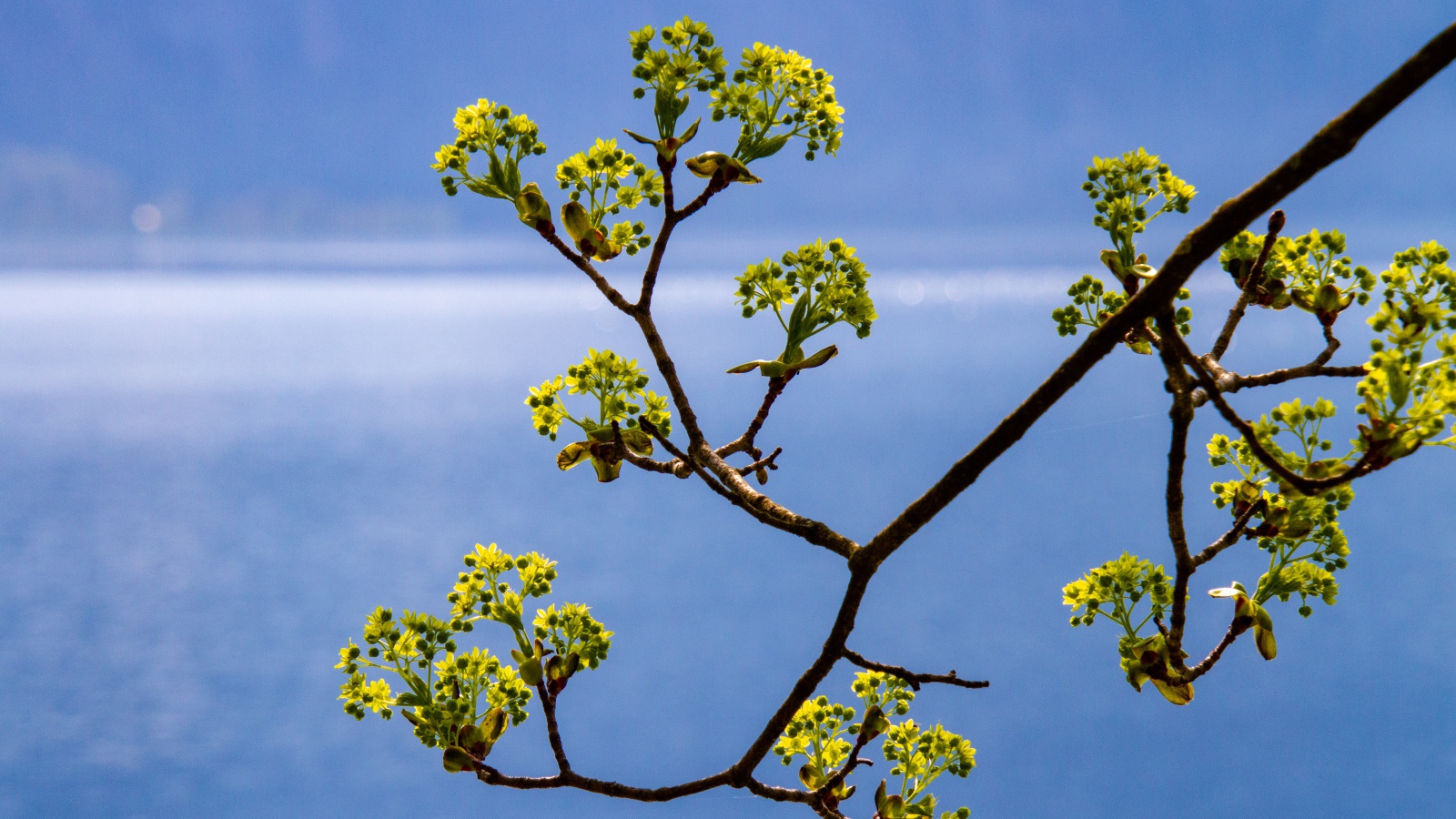 Зеленая ветка на фоне голубого неба весной